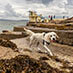 dog walking beside the sea